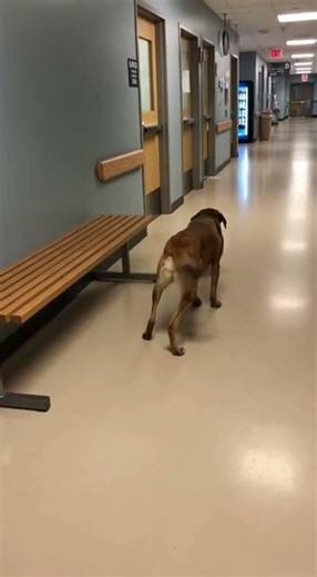 The ICU Nurse Found a Dog Sleeping Under the Bench Every Night 😭🐾