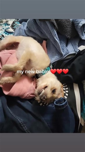 Sandra Dee on TikTok