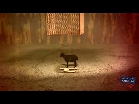 Trapping the Wolfman | Mountain Monsters