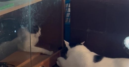 Locked Out of the Kitty Club House