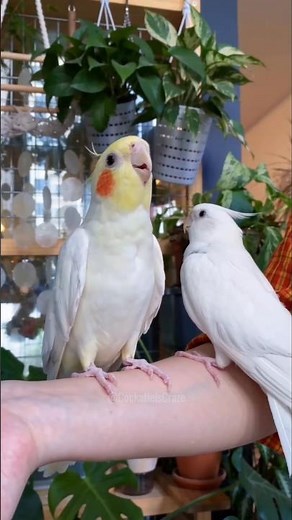 Cute Jerry’s Adorable Singing "If you are Happy and you know it" 🎶🦜☺️ #cockatielscraze
