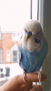 15K views · 1K reactions | #mumffythebudgie seeing snow fall for the first time ever 冀❄️ | The Robin Whisperer | Facebook