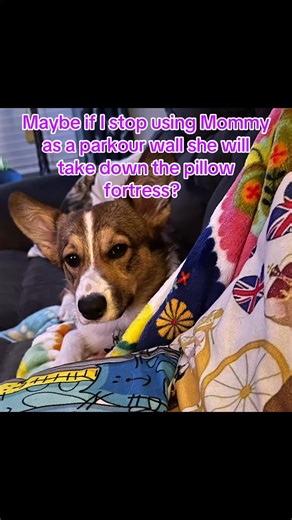 Corgi contemplation: to Zoomie or not to Zoomie?