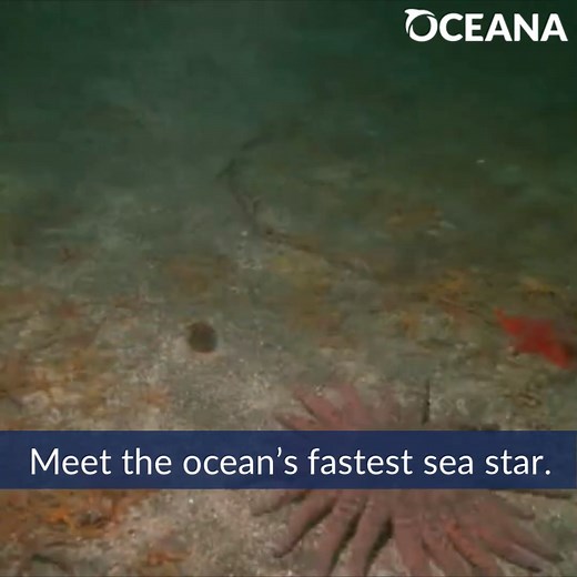 DID YOU KNOW? At more than 3 feet wide, the sunflower sea star is the ocean's LARGEST sea star. ⭐🌊 | Oceana
