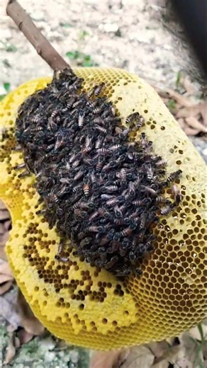 Apis florea big honey🤤🐝🍯