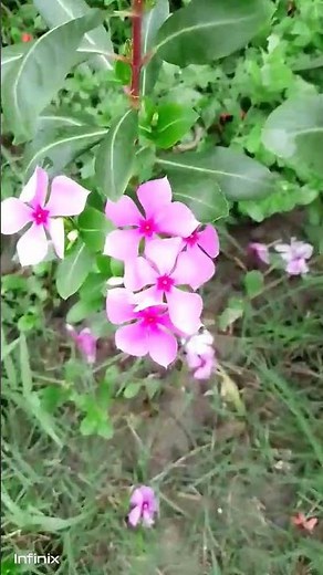 Catharanthus roseus | Catharanthus roseus Floral Diagram | Periwinkle Flower Structure Explained