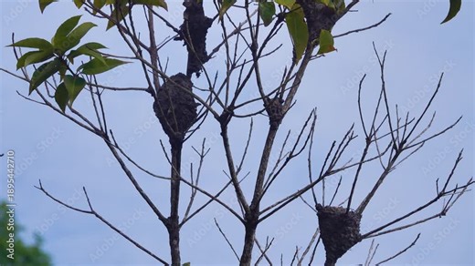 Termite mound on a tree in a rain forest with high humidity. Malaysia
