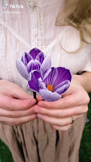 Can’t wait for the crocuses to flower again 💜 they are getting ready now. Not to be confused with saffron crocus - those are autumn flowering. #crocus #garden #bees #pollinators #cottage #cottagecore #gardentok