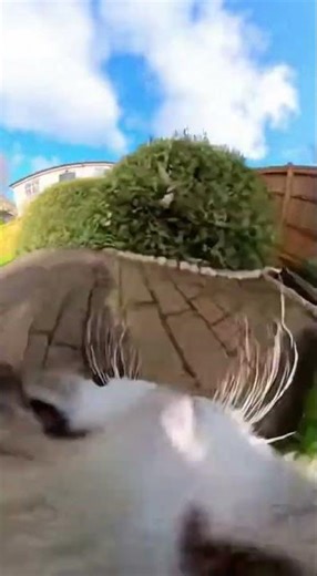 POV: A Cat Chasing a Bird 🐱🐦 | Cat Camera POV