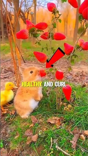 These Adorable Bunnies Will Instantly Brighten Your Day 🐰❤️