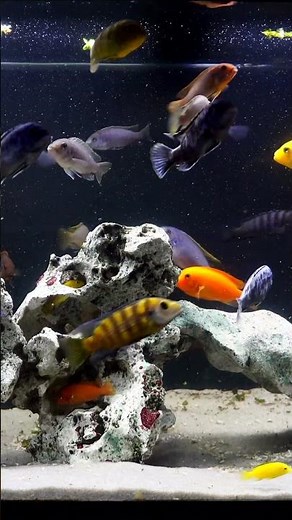 How we Add Mbuna to an Existing Tank #shorts #mbuna #cichlid #fishtank #aquarium #fishkeeping