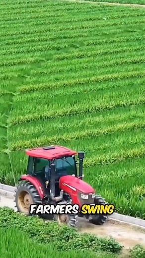 🌾🚜 Why Farmers Shake the Fields Like This! 😳💨 At first it looks like just a tractor passing or workers dragging a rope through the rice fields… but there’s actually a SUPER important reason behind it! ✨ Farmers pull long ropes across the rice plants to make the entire field sway — almost like waves. This “swinging” motion mimics the wind, helping the rice plants release pollen evenly across the field. 🌾💛 More pollen = better pollination = fuller, healthier rice grains. It’s one of those fa