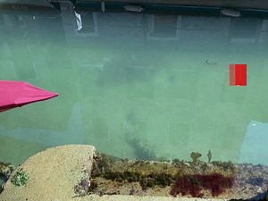 19K reactions · 3.6K shares | På Sardinien har de fået nye gæster. | TV 2 Nyheder | Facebook