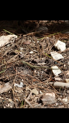 Lizard Compilation #lizard #italy #nature #viralshorts #fyp