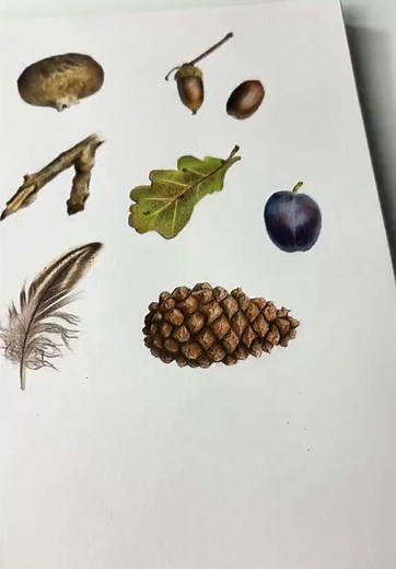 Cosy autumn drawing ✍🏼 🍂 Draw this Pinecone with me in real-time on my YouTube channel in a free 1.5 hour tutorial! I talk you through each and every step to achieve this result from scratch, plus all of these other studies 🍄‍🟫🍁 #drawing #colouredpencils #art #howtodraw #botanicalart