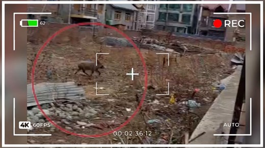 Farmers Raise Alarm Over Surge in Wild Boar AttacksFarmers are facing severe crop losses after repeated wild boar attacks destroyed freshly sown paddy fields at the start of the cultivation season, raising concerns over livelihoods and food security.#kashmir #farmers