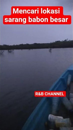 mengarahsarangbabon#R&B CHANNEL‪@DolakGabus‬#KALIMANTANBARAT