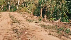 Many of you may know about the Village of Paramin. In this week's episode of Trinbago Life. We are going to highlight just some the beautiful things about in this episode. I wanna hear you guys in the comments section if we should do a part 2 to this video. GRAB YOUR POPCORN AND PLEASE ENJOY  If you are not already subscribed I wouldn't mind if you do now 珞 | Versatile Taxi Service Limited | Facebook