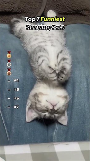 Funny Cats 🐈