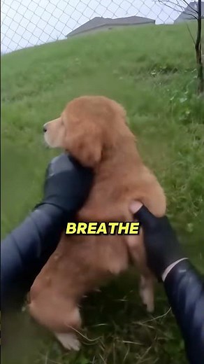 Man saves dog from drowning #shorts