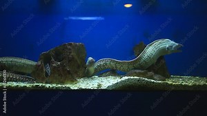 Group of moray eels swimming in aquarium