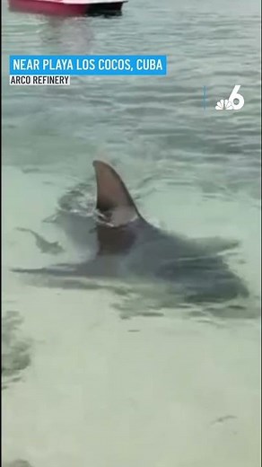 WATCH: Sharks Swim Surprisingly Close to Shore Off Cuban Coast #shorts