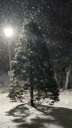 Snowing, White Christmas 🎄 #snow