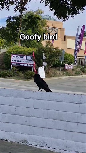 lol #funny #goofy #bird