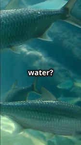 How Direct Laser Writing Makes Waveguide Bends Awesome! #sciencefather #quantumphysics #physics