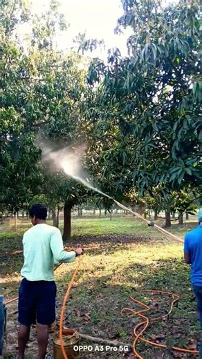 Mango tree spray#video#subscribe#farming#shortvideo#shorts#viralvideo#mango#mangovarieties