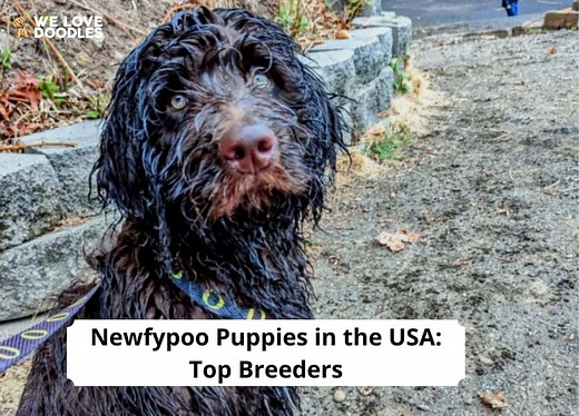 Newfypoo Puppies in the USA: Top 6 Breeders! - We Love Doodles