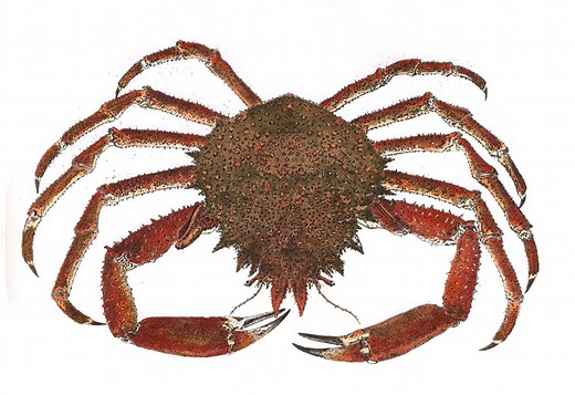 Spider Crab - Spearfishing Ireland