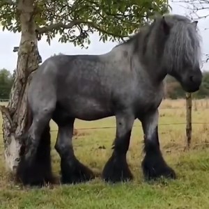 Cute And funny horse Videos Compilation cute moment (12 | Funnyanimal