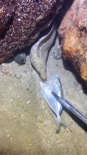 Why he scared of food #fishing #deepsea #nemo #eels #diving #crab #lobster | Catch the Sea