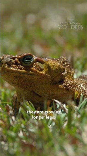 Cane Toads and Their Poison Glands
