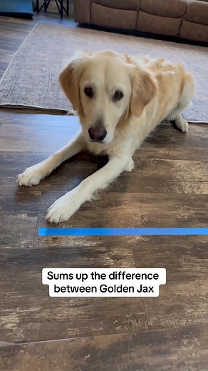 Understanding the Difference: Golden Retriever vs Border Aussie