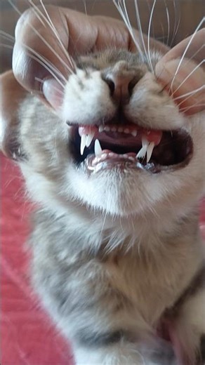 It seems very surprising that a cat has four front teeth, but my cat has six.