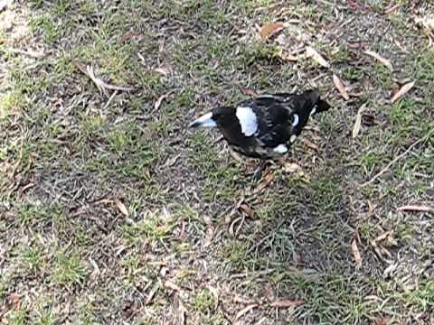 Magpie crowing like a rooster or clucking like a chicken