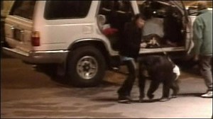 Chimp shot after mauling US woman