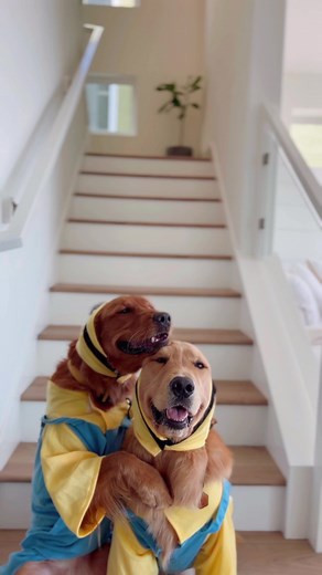 Cute Minion Dog Costumes for Halloween Fun