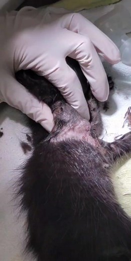 Removing Bot Fly Larva: A Satisfying Yet Gross Process