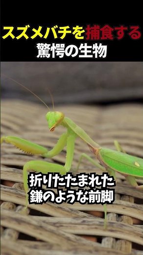 Creatures that prey on wasps - praying mantis edition -