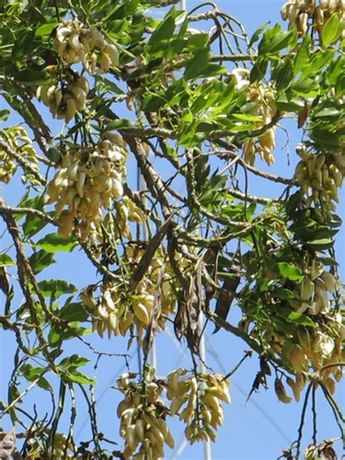 Ceibo blanco (Erythrina crista-galli var. leucochlora) creciendo en la ciudad de La Paz-Bolivia Se destaca por sus flores notablemente blanco-níveas, las que contrastan con las tradicionalmente rojas del genotipo de la especie, el «ceibo común» o «ceibo del Plata», un árbol de la subfamilia Faboideae originario de Sudamérica, donde se encuentra en el centro y norte de la Argentina, el centro y sur del Brasil, Paraguay, el este de Bolivia y todo el Uruguay, siendo sus flores la flor nacional de l