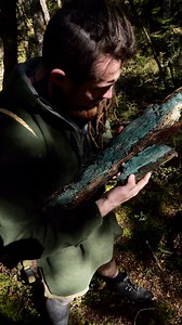 Why does beech wood turn blue? 🌲 When the tree is cut or stressed, tiny Sapstain fungi move into the sapwood where sugars, starches, and simple nutrients are stored. As they feed on those easy nutrients in the sap they stain it, leaving behind natural pigments that colour the grain blue and grey. Now you know 🌟🌿 #nature #bluewood #knowledge #Conection | Brando Yelavich