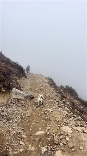 Lilly loves nature #dogsofttiktok #lillthepug #pug #nature #doglover