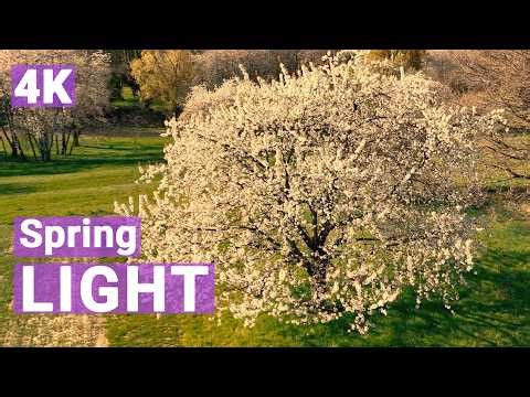 🌸 Spring Blossom Countryside 4K | Peaceful Nature & Golden Light Moments