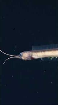 This is a Labichthys snipe eel. #livingbioreactors #midwater #ocean #science