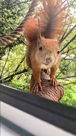 “Amazing Squirrel Facts — The Acrobat of the Trees!”#facts #animals #wildlife #squirrel
