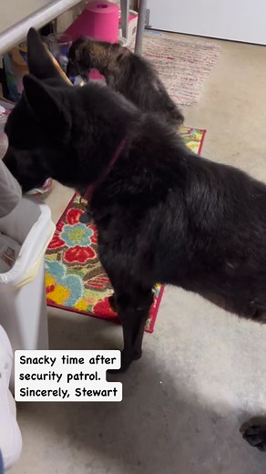 3.8K views · 358 reactions | Snacky time. | Stewart Stanley Family | Facebook