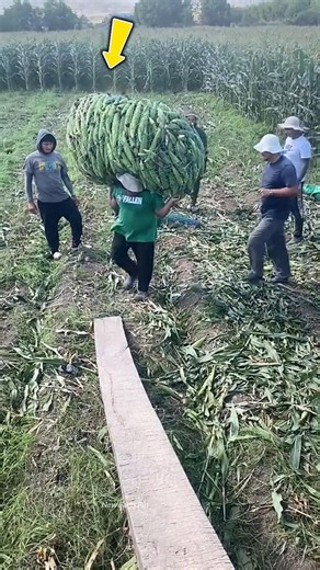 How did these farmers load so much corn onto the vehicle? 😱 #shortvideo #farming